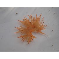 Godiva banyulensis