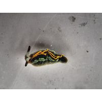 Hypselodoris sp.