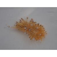 Janolus cristatus