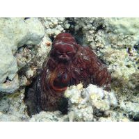 Octopus cyanea