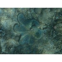 Octopus vulgaris
