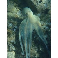 Octopus vulgaris