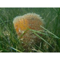 Pinna nobilis