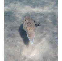 Sepia pharaonis
