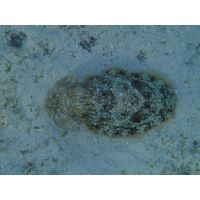 Sepia prashadii
