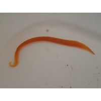 Nemertea sp.