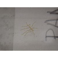 Nymphon cf. gracile
