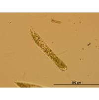 Ophrydium sp.