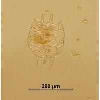 Platyias quadricornis