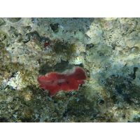 Petrosia ficiformis