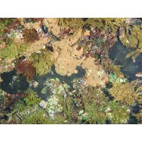 Phorbas sp.