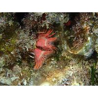 Serpula vermicularis