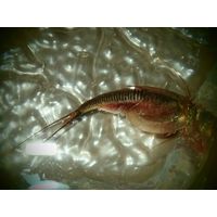 Triops longicaudatus SCHRANK