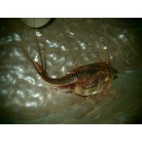 Triops longicaudatus SCHRANK
