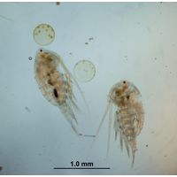 Eudiaptomus vulgaris