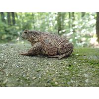 Bufo bufo