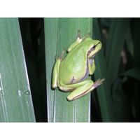 Hyla arborea