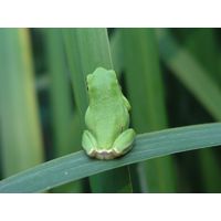 Hyla arborea