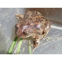 Pelobates fuscus