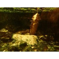 Chelus fimbriatus