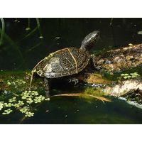 Emys orbicularis