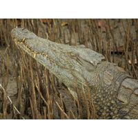 Crocodylus niloticus