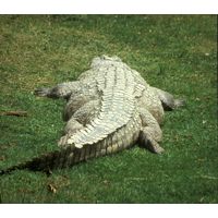 Crocodylus niloticus