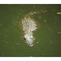 Crocodylus niloticus