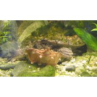 Chelus fimbriatus