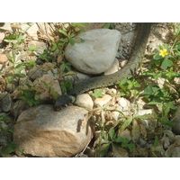 Natrix natrix
