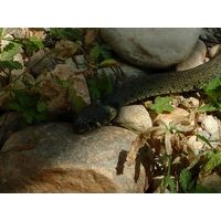Natrix natrix