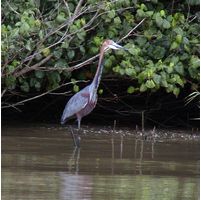 Ardea goliath