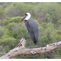 Ciconia episcopus