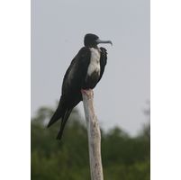 Fregata magnificens 