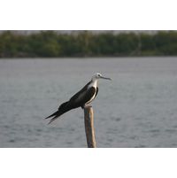 Fregata magnificens 