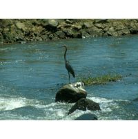 Ardea goliath