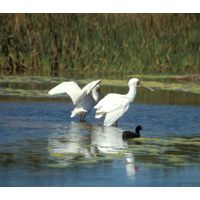 Platalea alba