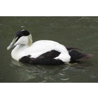 Somateria mollissima