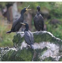 Phalacrocorax aristotelis