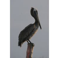Pelecanus occidentalis 