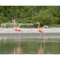Phoenicopterus ruber 