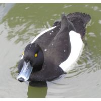 Aythya fuligula