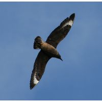 Stercorarius scua