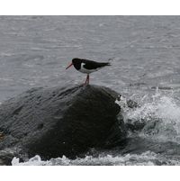 Haematopus ostralegus