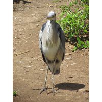Ardea cinerea