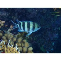 Abudefduf saxatilis