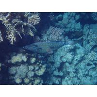 Aluterus scriptus