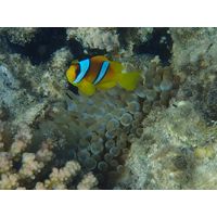Amphirion bicinctus 