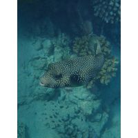 Arothron hispidus
