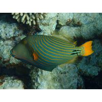 Balistapus undulatus 